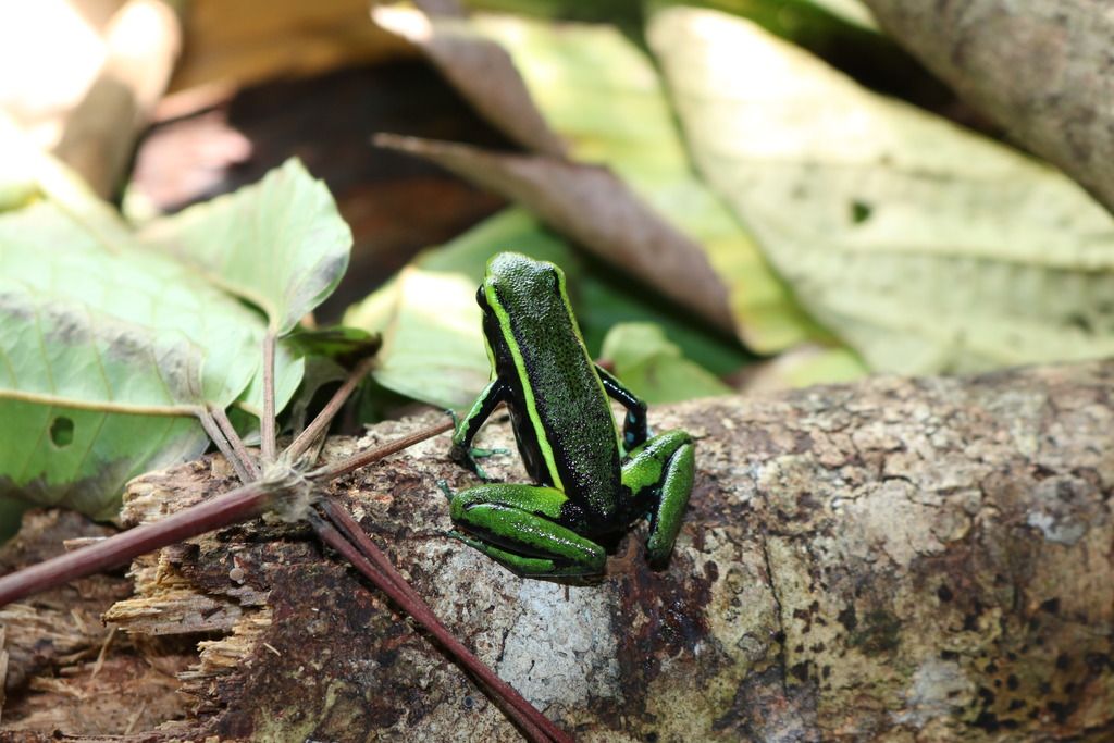 Amazon Dart Frog/Atelopus Photos Dendroboard